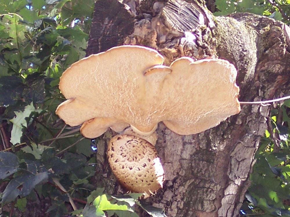 Polyporus squamosus ??? (Bondarzewia montana)